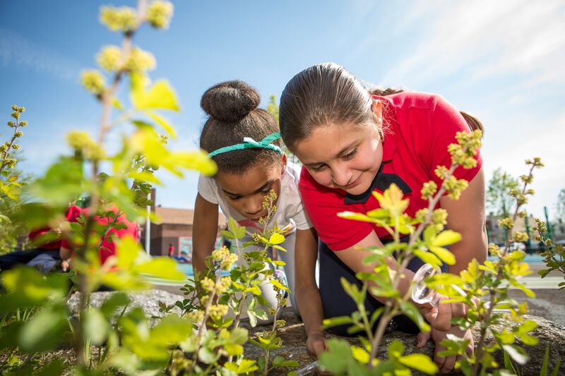 Students dig in the earth and observe plants